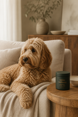 Velour Calming Chew — golden doodle on couch with jar on side table